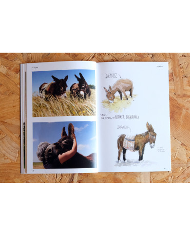 Nordeste Burriqueiro - Notas de viagem