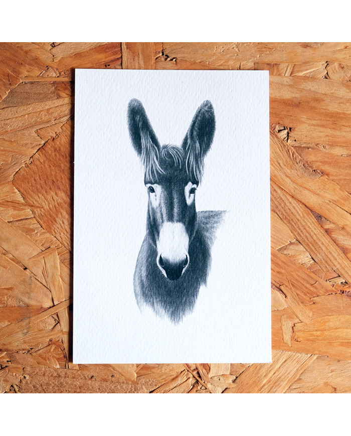 Postal: Burro de Miranda