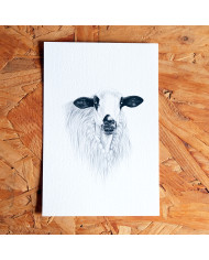 Postal: Burro de Miranda