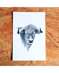 Postal: Cão de Gado Transmontano