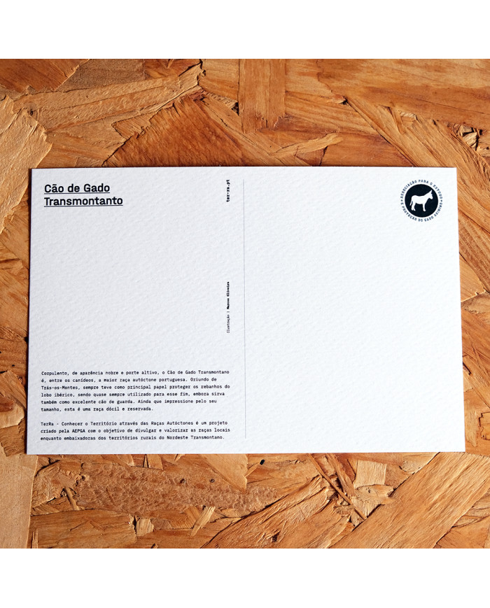 Postal: Cão de Gado Transmontano