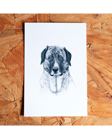 Postal: Cão de Gado Transmontano