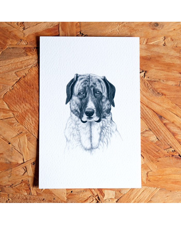 Postal: Cão de Gado Transmontano