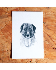 Postal: Cão de Gado Transmontano