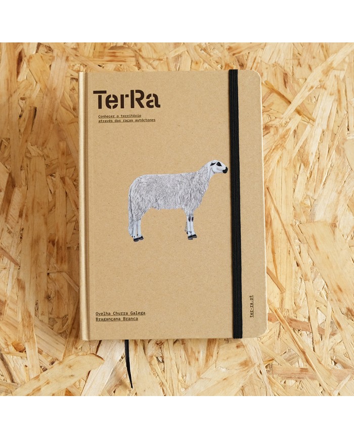 Caderno TeRa: Ovelha Churra Galega Bragança Branca
